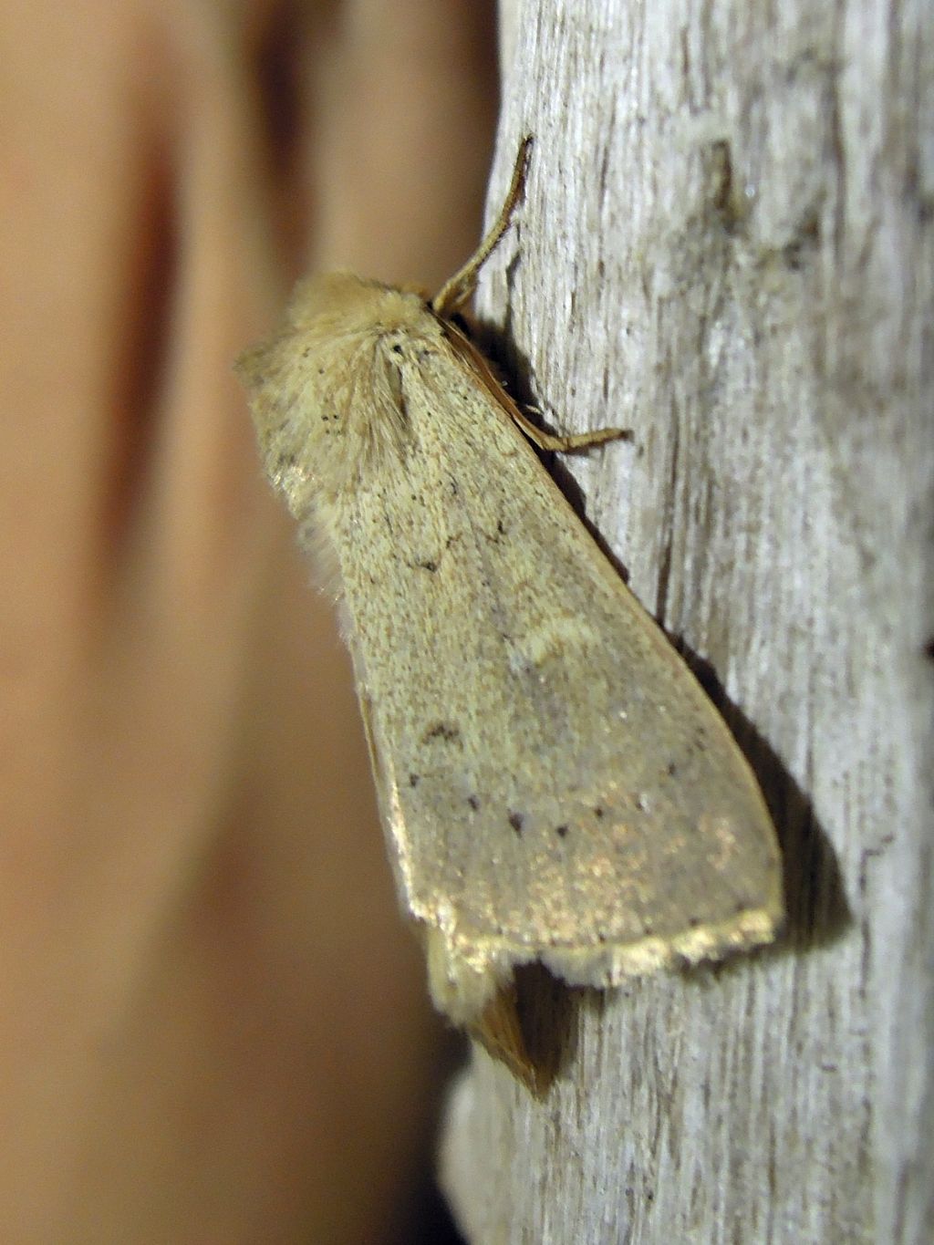 Mythimna ferrago  (Noctuidae)